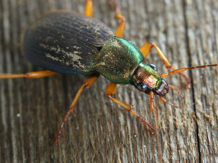 Ground Beetle